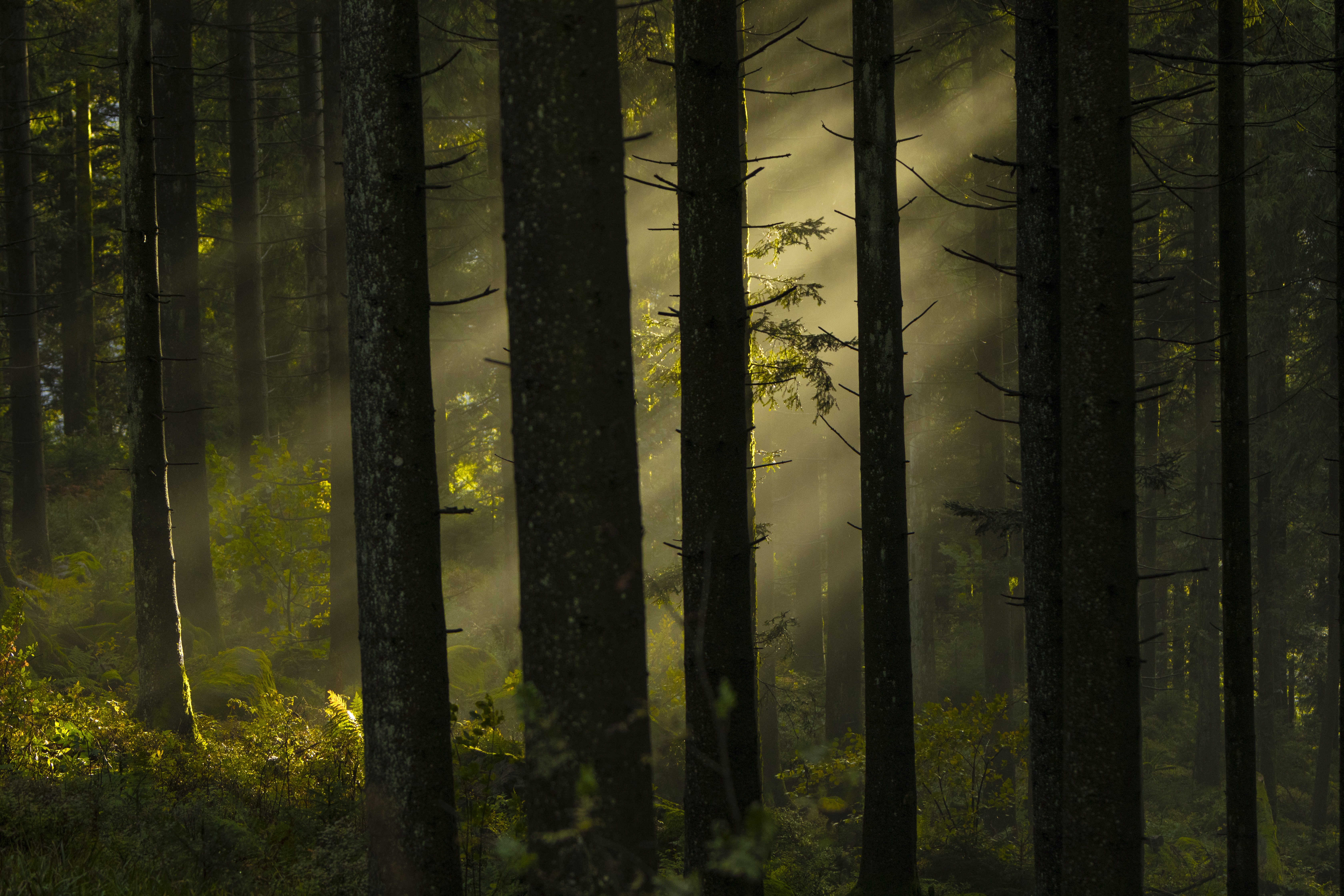background-image