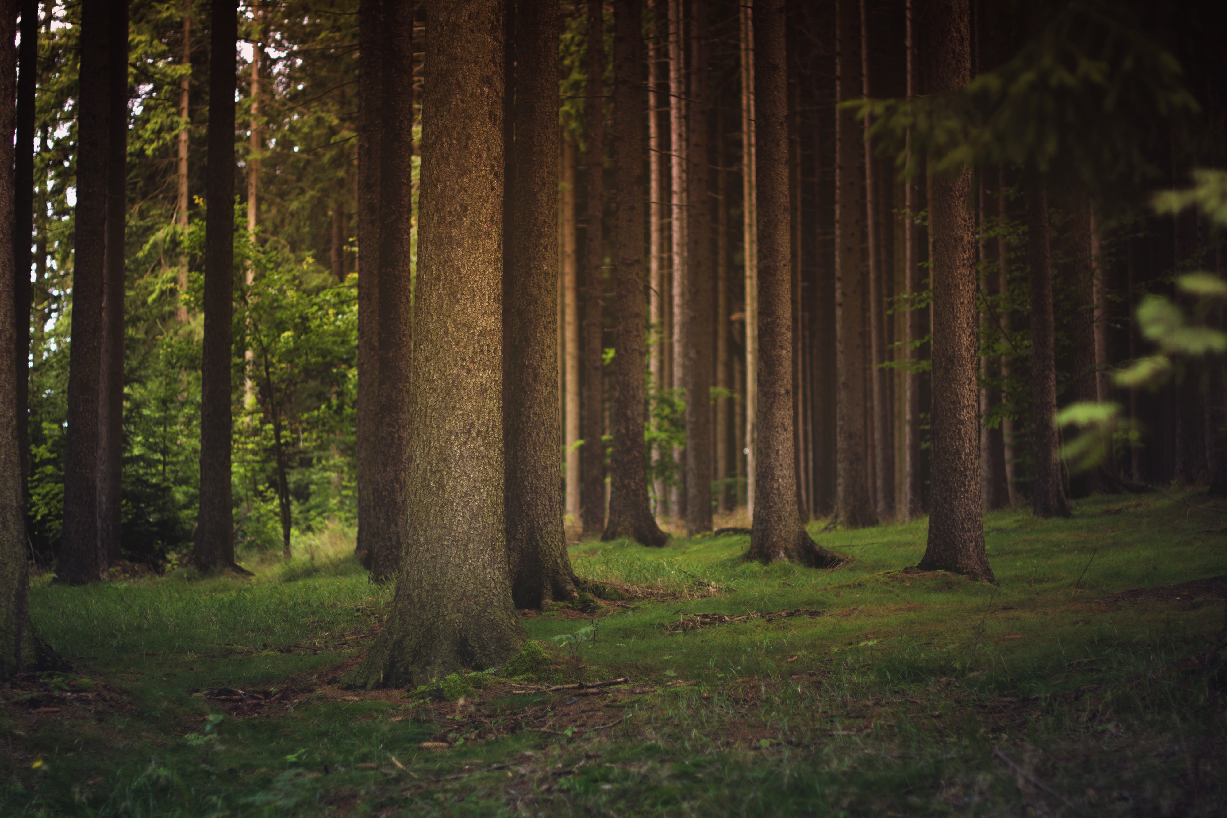 background-image